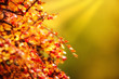 A  photo of a Autumn leaves and flowers