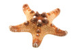 Starfish