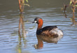 Lesser Grebe sitting on a pond with reflection in water