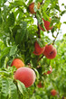 Peaches on tree