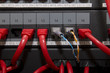 Red patch cord into communacation panel