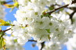 Photo: weisse Kirschblüte weisse Kirschblüte