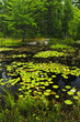 Lily pads on lake