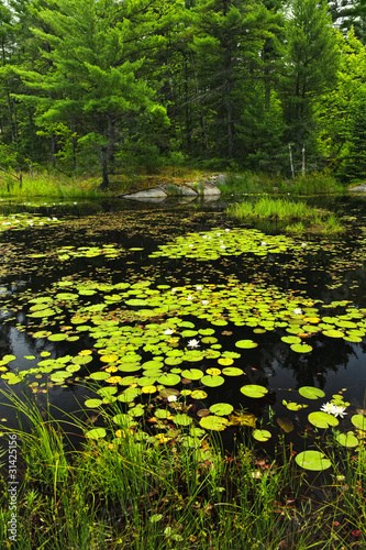 Photo: Lily pads on lake Lily pads on lake