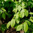 Hornbeam