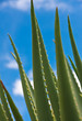 feuilles d'aloe vera sur fond de ciel bleu