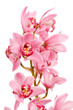 Orchid isolated on white background