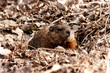 Ground hog