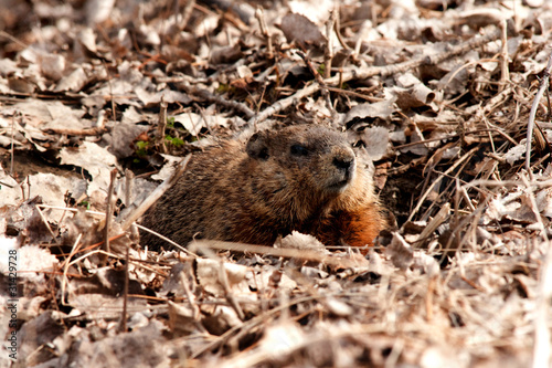 Photo: Ground hog Ground hog