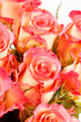 beautiful roses