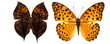 Collection of colored butterflies isolated on white