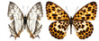 Collection of colored butterflies isolated on white