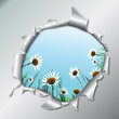 Camomiles in metallic hole