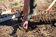 planter les patates planter les patates