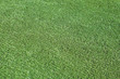 Decorative grass