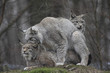 Luchse ( Lynx lynx )