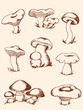 set of vintage forest mushrooms
