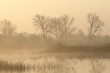 Trees near the pond on a foggy early spring morning