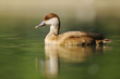 Red-crested Pochard, Netta rufina, female