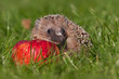Igel