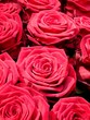 Roses rouges Roses rouges