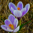 Krokus