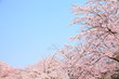 春の花