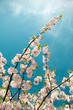 Mandelblüte