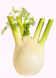 Fenchel