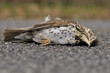 Grive musicienne morte sur la route