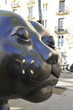 Chat du Raval de Barcelone