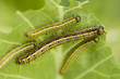 worm in leaf