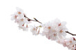 Cherry blossom