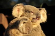 Photo: Koala is holding her sleeping joey Koala is holding her sleeping joey