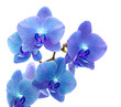Blue orchid