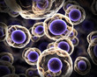 Abstract cells in mitosis