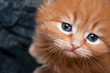 sad kitten