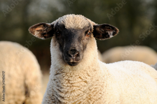 Foto: Junges Schaf Junges Schaf