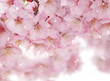 満開の桜