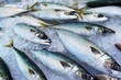 Photo: Blue Mackerel Blue Mackerel