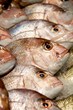Photo: Snapper Snapper