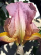 iris