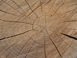 rondin de bois