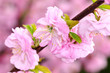 Foto: Blüte des Mandelbaums Blüte des Mandelbaums