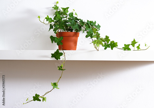 Photo: ivy in pot ivy in pot