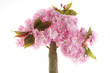 kirschbaum