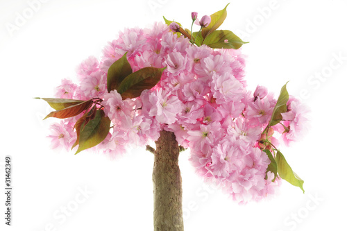 Foto: kirschbaum kirschbaum