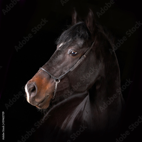 Photo: horse horse