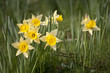 Daffodils