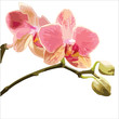 Vektor: Orchid vector illustration Orchid vector illustration